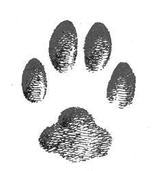 А.Н. Формозов Спутник следопыта - _20.jpg