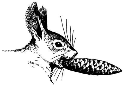 А.Н. Формозов Спутник следопыта - _43.jpg