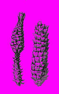 А.Н. Формозов Спутник следопыта - _46.jpg