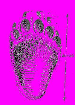 А.Н. Формозов Спутник следопыта - _15.jpg