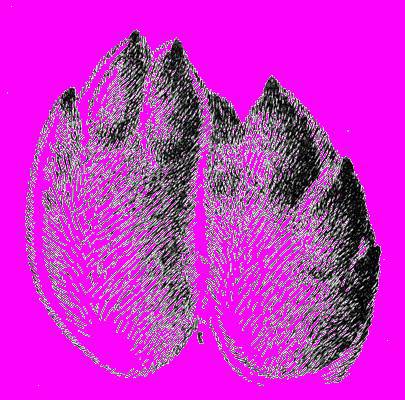 А.Н. Формозов Спутник следопыта - _34.jpg