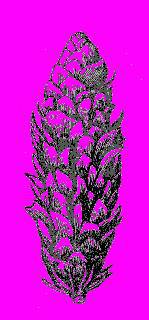 А.Н. Формозов Спутник следопыта - _48.jpg