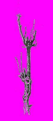 А.Н. Формозов Спутник следопыта - _38.jpg