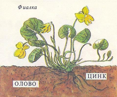 Где у растения дом - _11.jpg