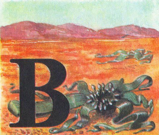 Где у растения дом - _18.jpg