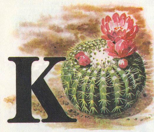 Где у растения дом - _25.jpg