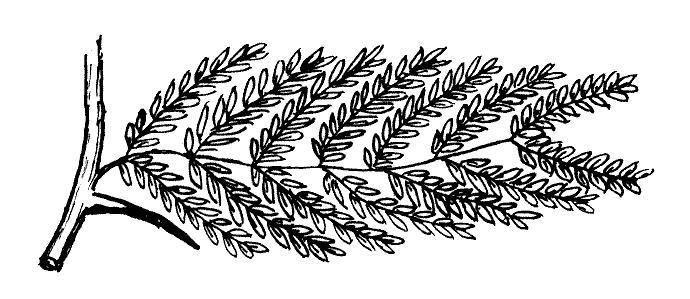 Где у растения дом - _4.jpg