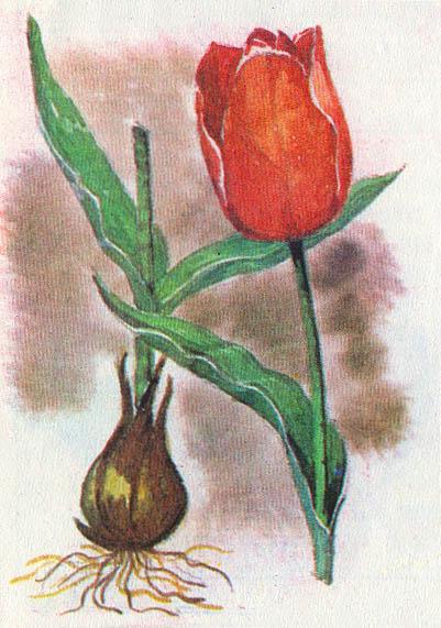 Где у растения дом - _60.jpg