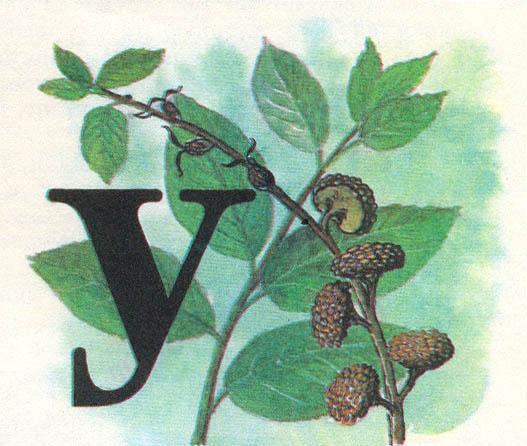 Где у растения дом - _61.jpg