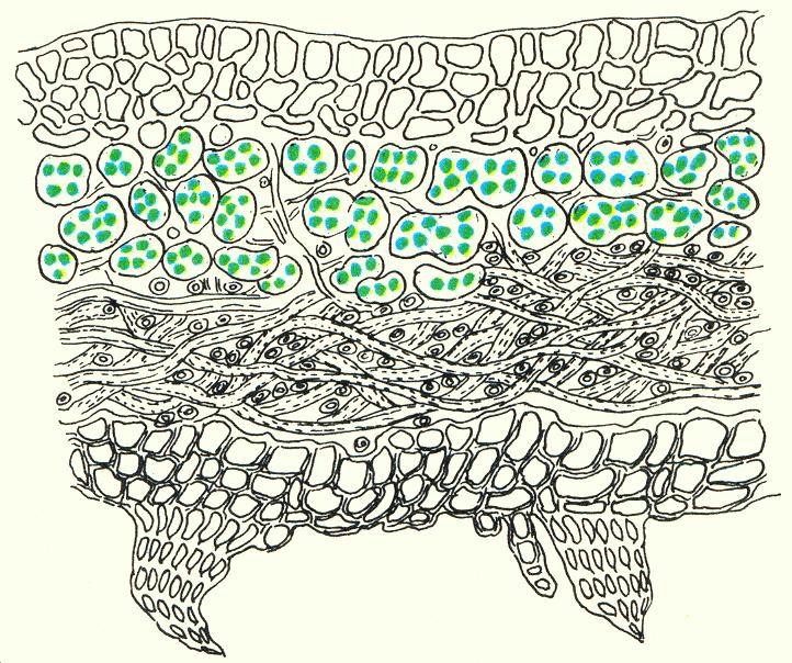 Где у растения дом - _77.jpg