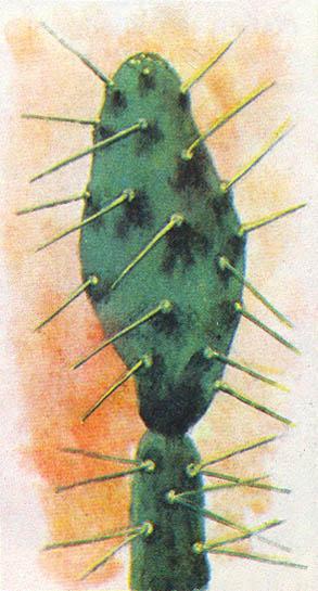 Где у растения дом - _28.jpg