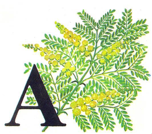 Где у растения дом - _3.jpg