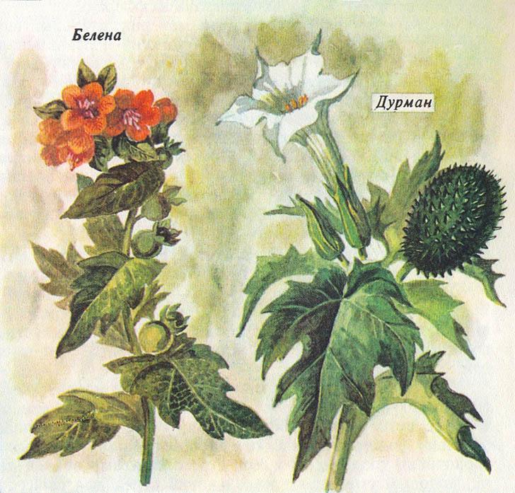 Где у растения дом - _63.jpg