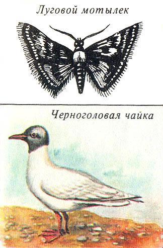 Где у растения дом - _64.jpg