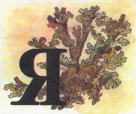 Где у растения дом - _76.jpg