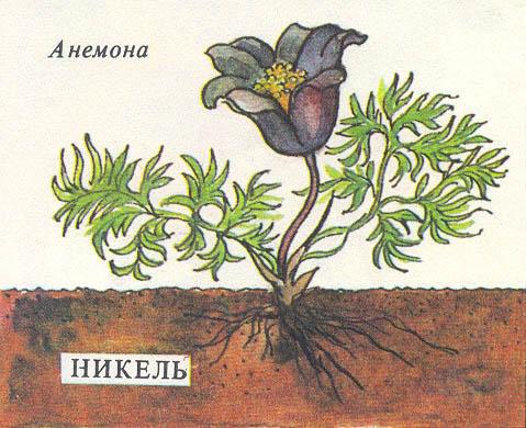 Где у растения дом - _12.jpg