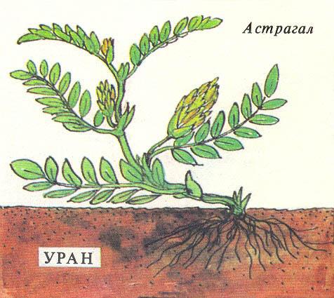 Где у растения дом - _13.jpg