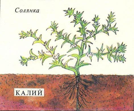 Где у растения дом - _17.jpg