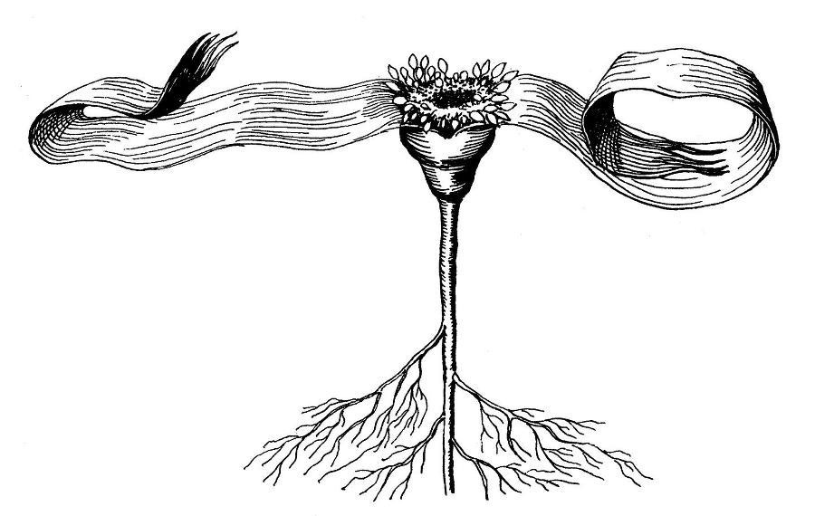 Где у растения дом - _19.jpg