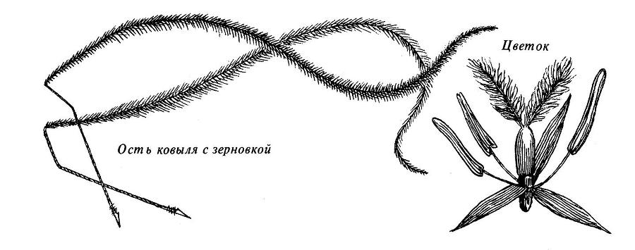 Где у растения дом - _31.jpg