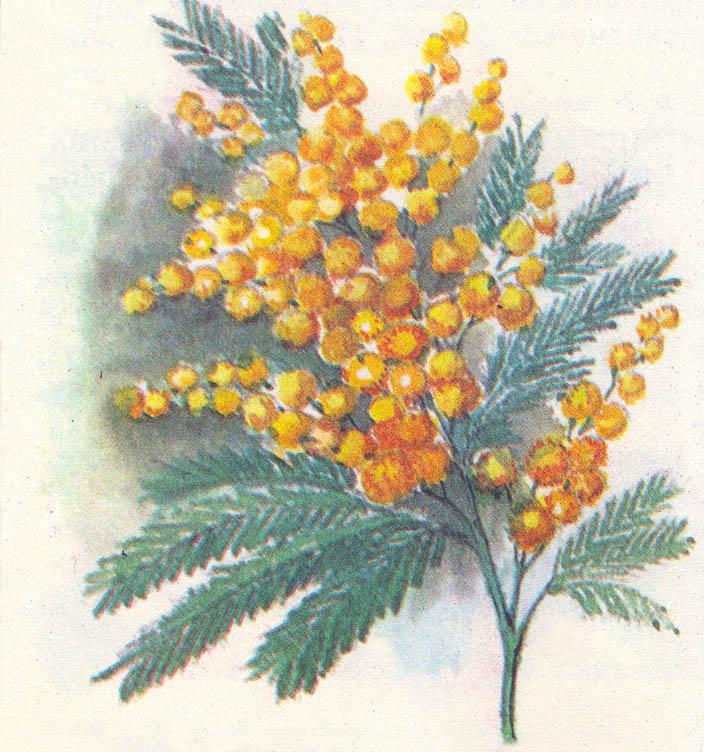 Где у растения дом - _5.jpg