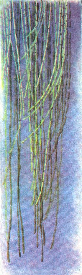 Где у растения дом - _50.jpg