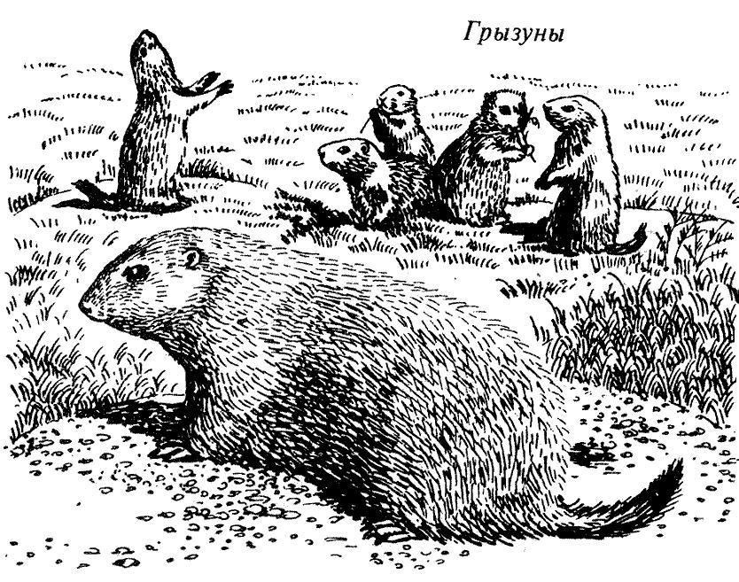 Где у растения дом - _65.jpg