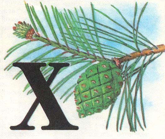 Где у растения дом - _68.jpg