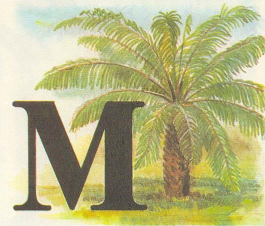 Где у растения дом - _36.jpg