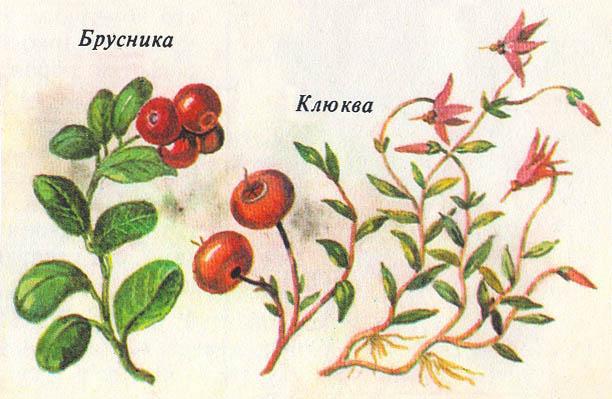 Где у растения дом - _59.jpg