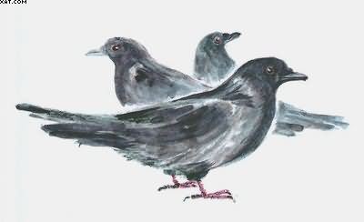 Рассказы о всякой живности - i_020.jpg