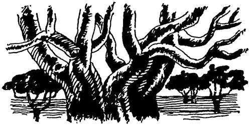 По джунглям Конго (Записки геолога) - _13.jpg