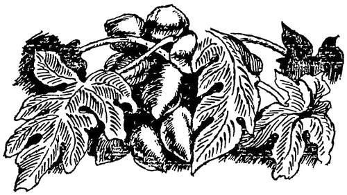 По джунглям Конго (Записки геолога) - _29.jpg