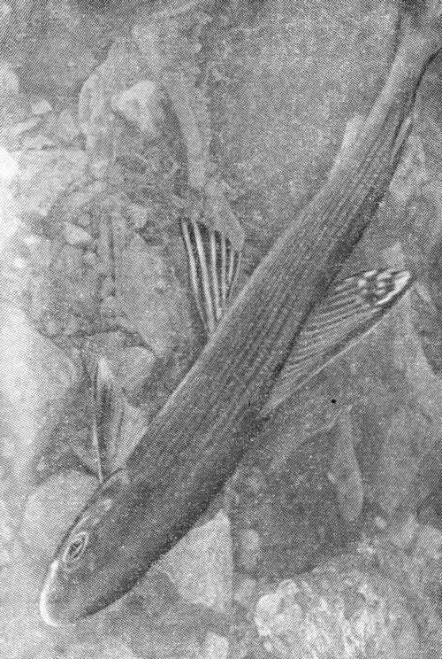 В чертогах Подкаменной Тунгуски - _008.jpg