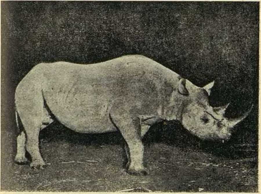 В сердце Африки - _26.jpg