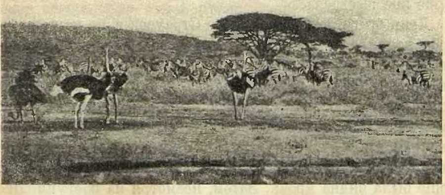 В сердце Африки - _27.jpg