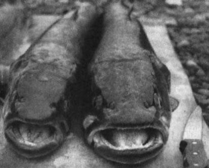 Ожерелья Джехангира - i_017.jpg