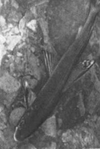 Ожерелья Джехангира - i_022.jpg