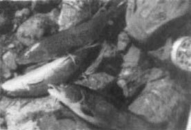 Ожерелья Джехангира - i_025.jpg