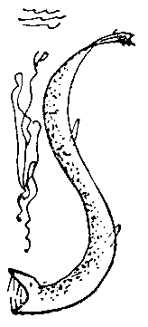 Сокровища капитана Ермакова. Тетрадь вторая - pic_22.png