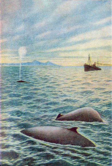 Вокруг света за китами - _27.jpg