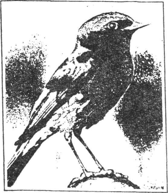 Гнездо над крыльцом - _4.jpg