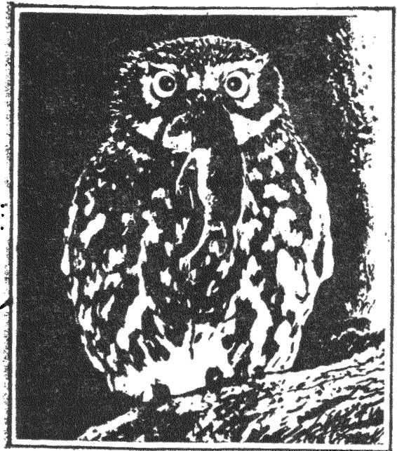 Гнездо над крыльцом - _10.jpg