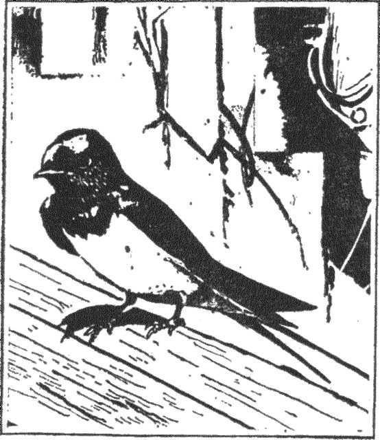 Гнездо над крыльцом - _12.jpg