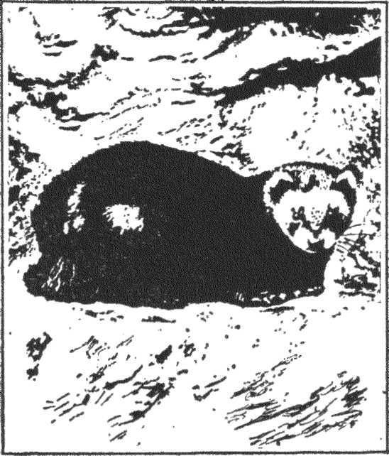 Гнездо над крыльцом - _13.jpg