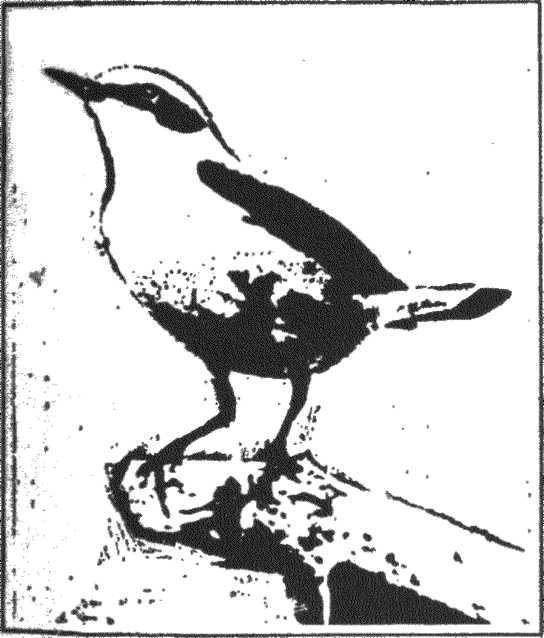 Гнездо над крыльцом - _6.jpg