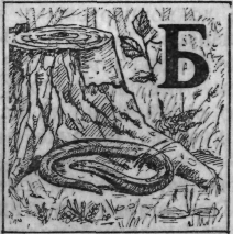 Зеленая книга леса - i_009.png