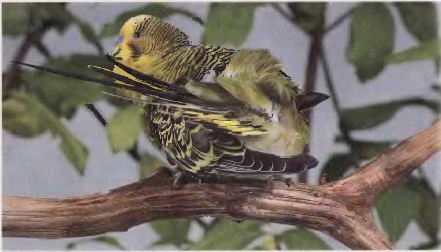 Волнистые попугаи - image13.jpg