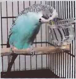 Волнистые попугаи - image23.jpg