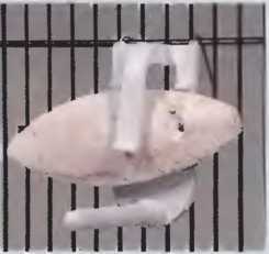 Волнистые попугаи - image24.jpg